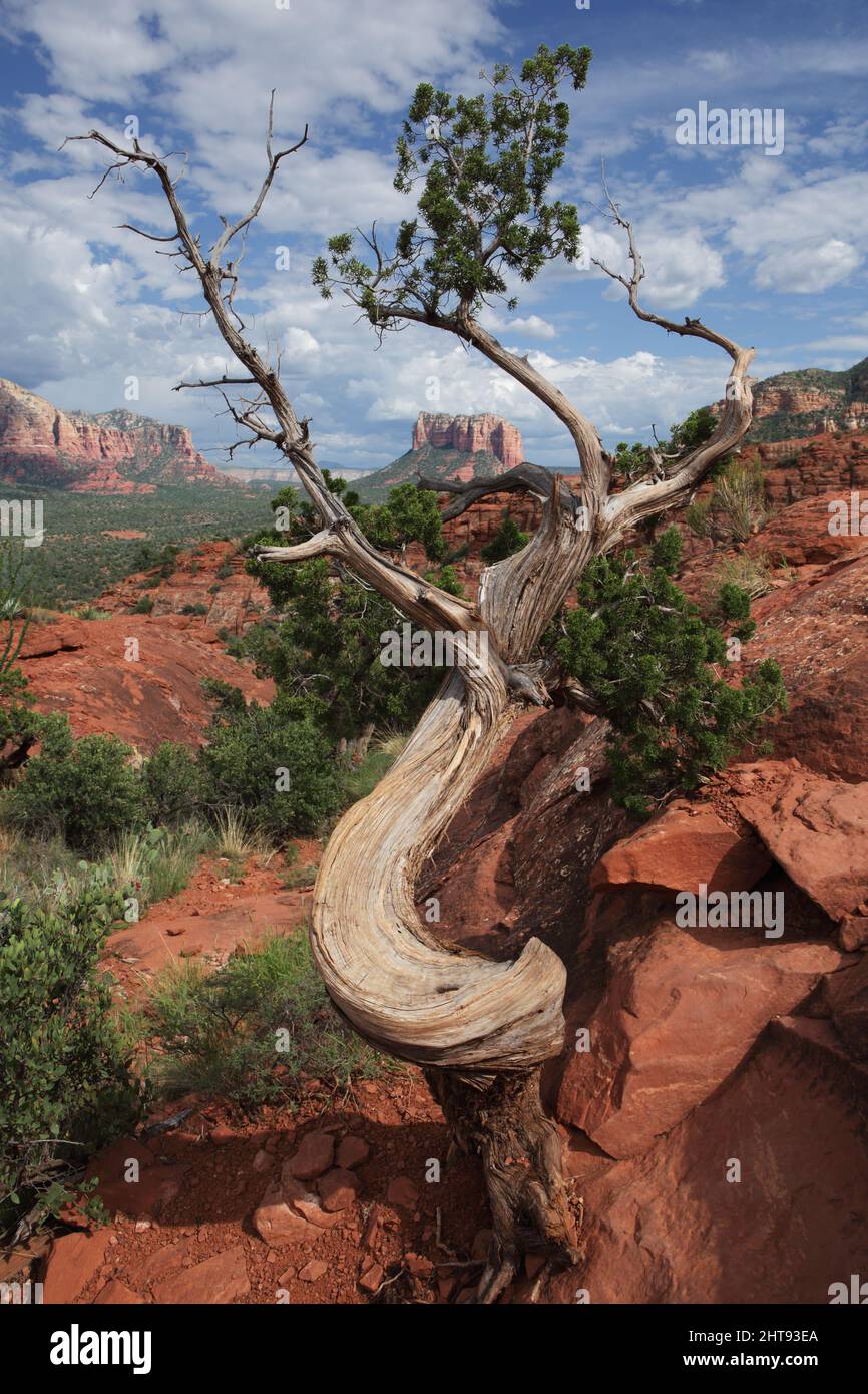 Vista ritratto del vecchio albero attorcigliato dello Utah Juniper con mesas, buttes e scogliere di roccia rossa sullo sfondo dal Cathedral Rock Trail a Sedona, Arizona, Foto Stock