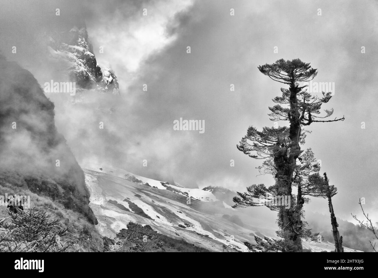 Montagna coperta di nebbia, Lachung, Sikkim, India Foto Stock