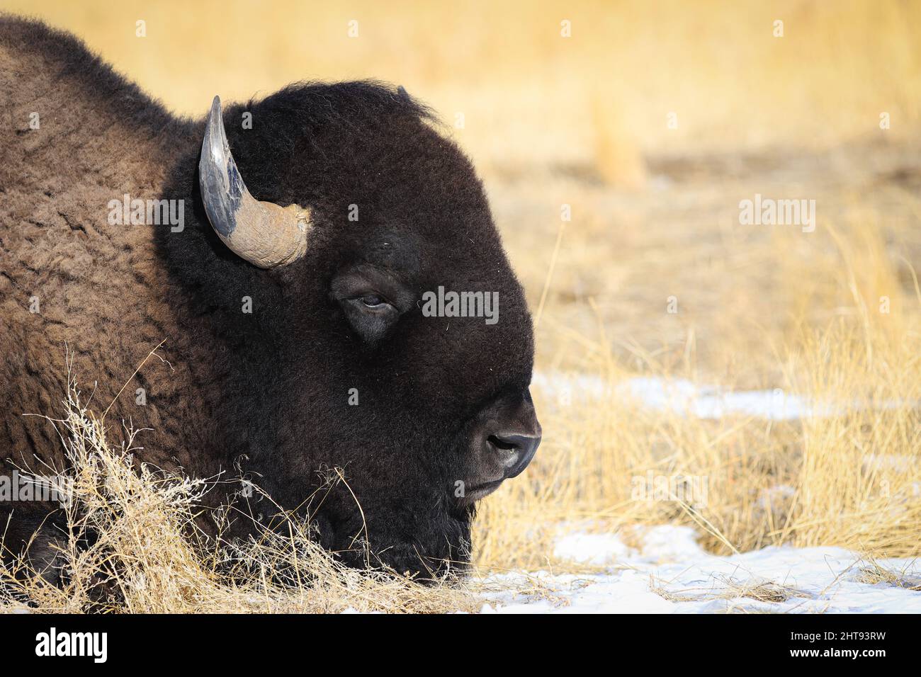 Bisonte americano Foto Stock