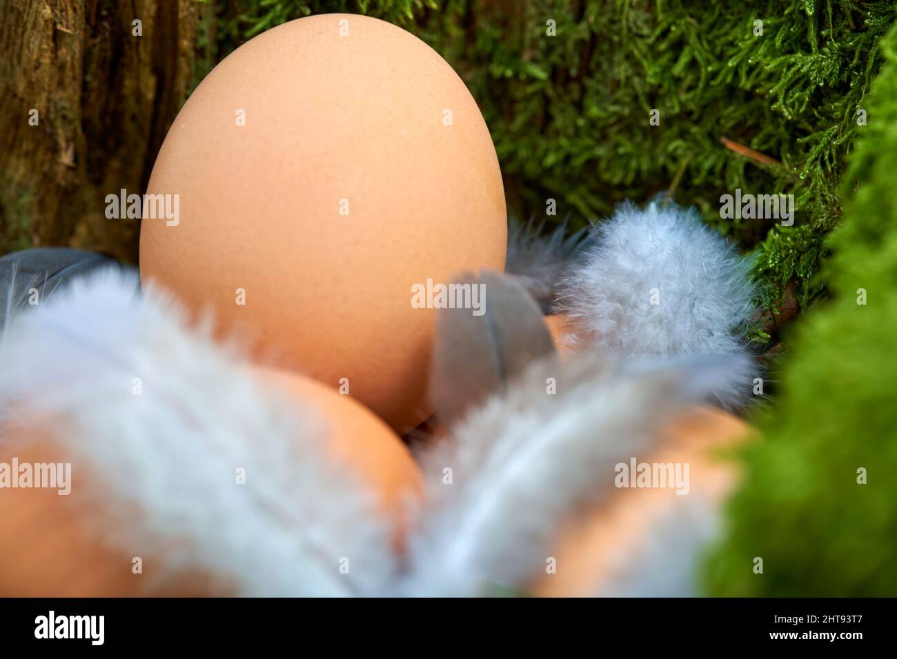 Le uova di Pasqua nidificano nella foresta. Prodotti della natura tra piume di uccello in tronco di albero verde. Foto Stock