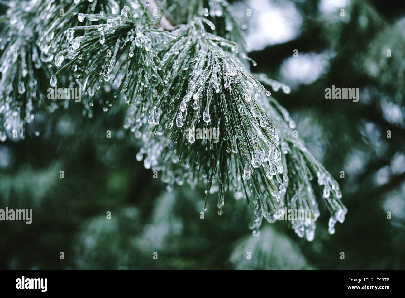 Ramo di ago di pino ricoperto di ghiaccio da pioggia gelida tempesta, fuoco selettivo Foto Stock
