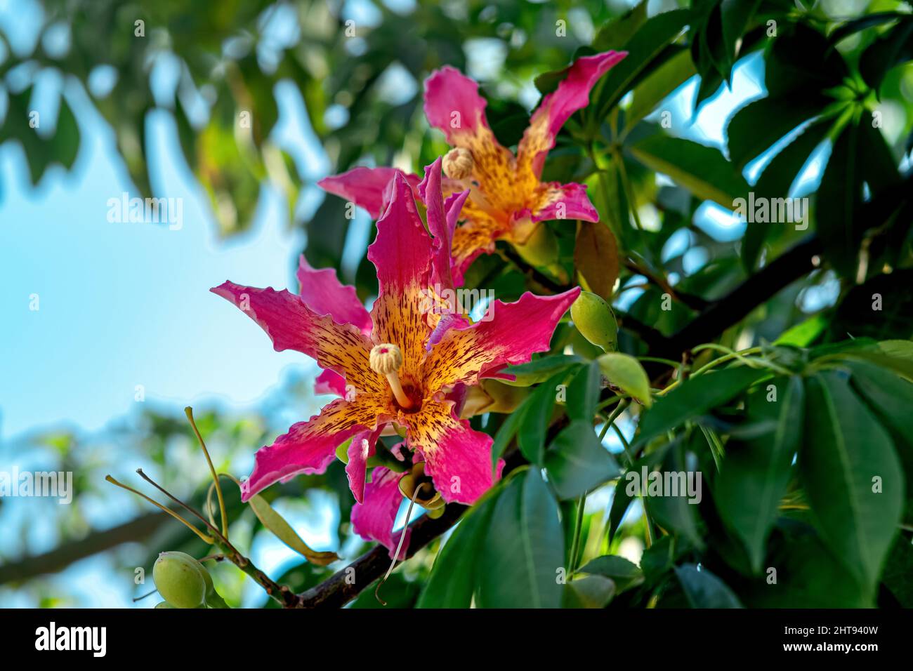 fiori di albero di seta del filo interdentale su sfondo naturale sfocato. Foto Stock