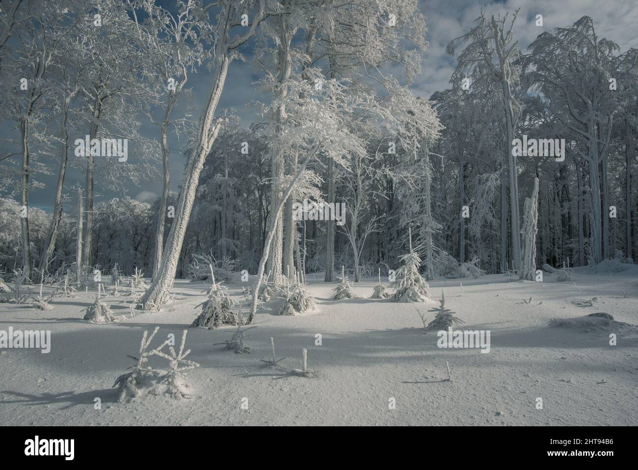 Montagne Beskids in inverno, la regione turistica polacca è la Slesia, vicino Bielsko-Biala Foto Stock