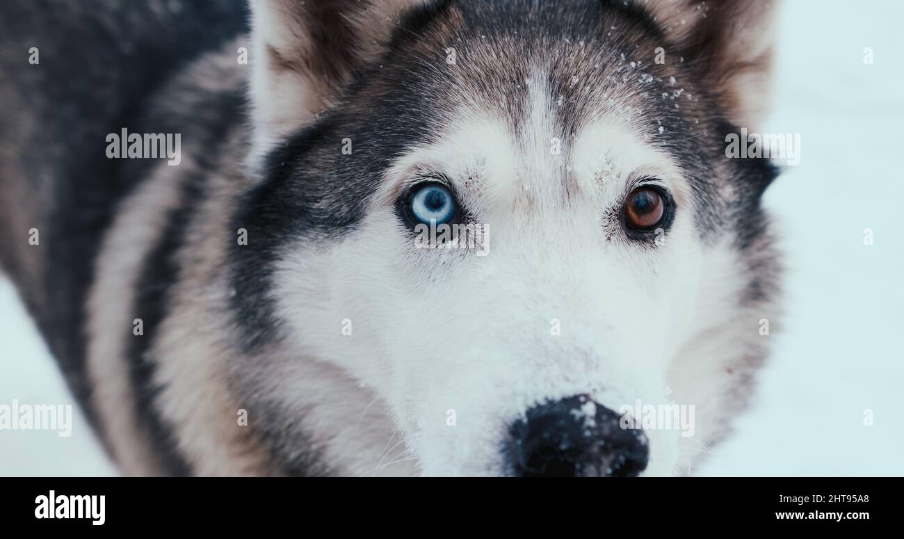 Grande cane da slitta Husky, malamute in strada in inverno. Primi piani, verticale Foto Stock