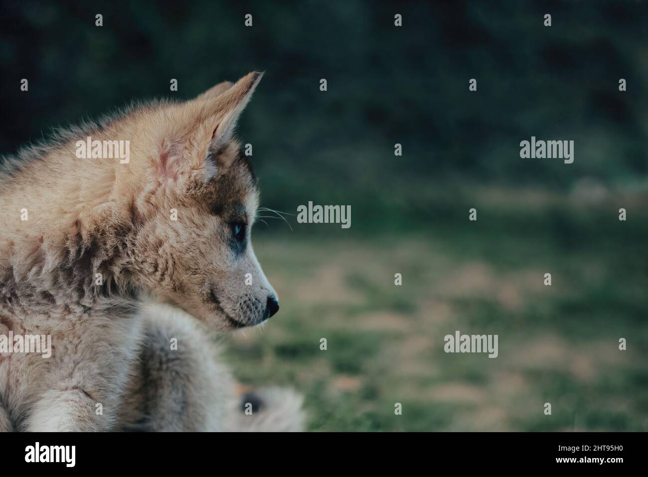 Primo piano di un wolfdog di Saarloos sullo sfondo sfocato Foto Stock