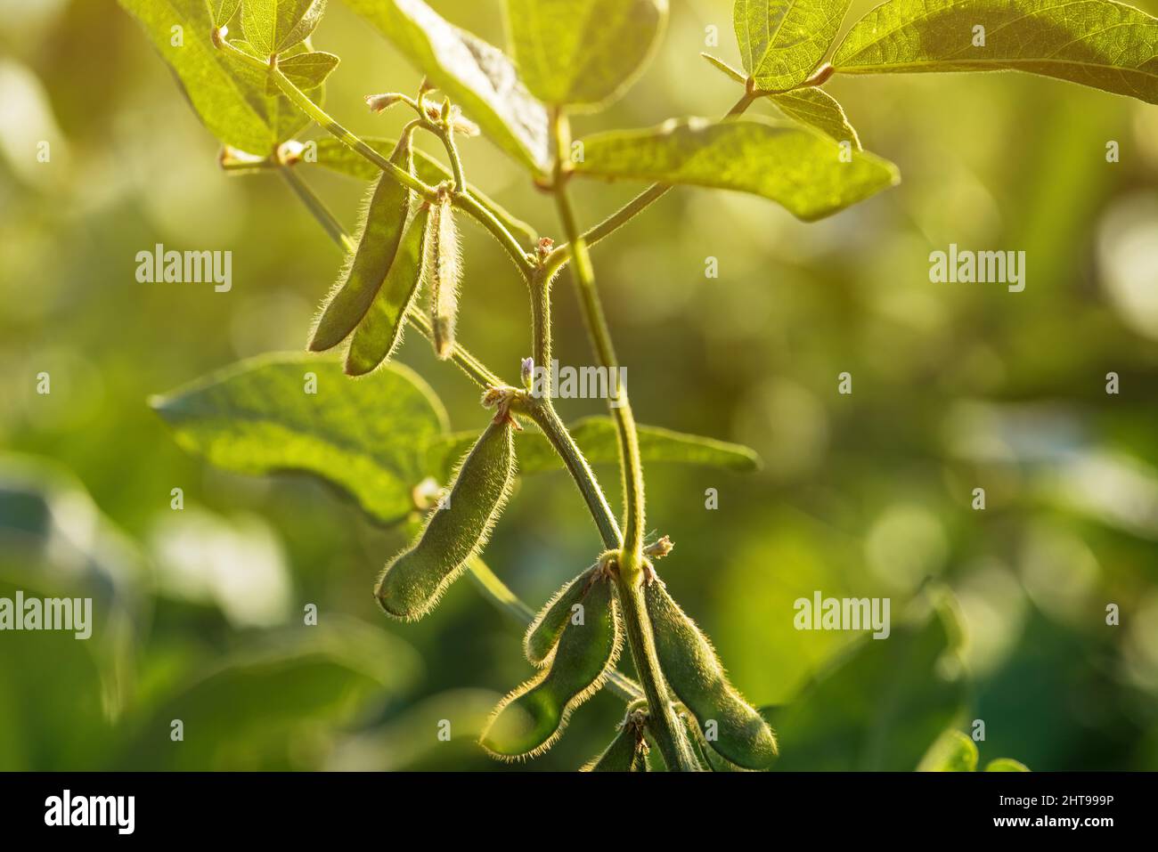 Pianta di soia verde con baccelli non maturi in campo coltivato, fuoco selettivo Foto Stock