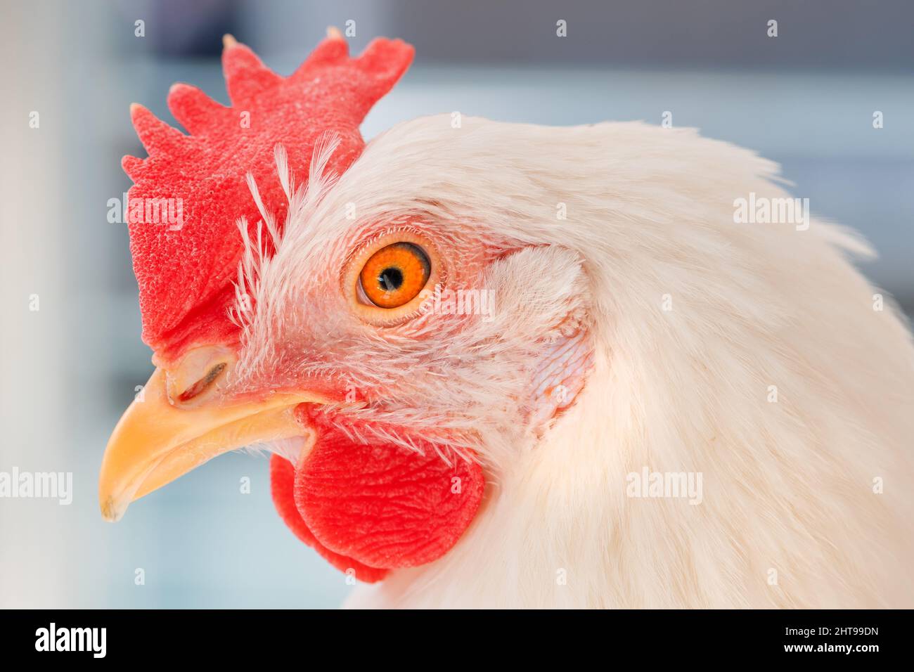 Primo piano della testa bianca di gallina con fuoco selettivo Foto Stock