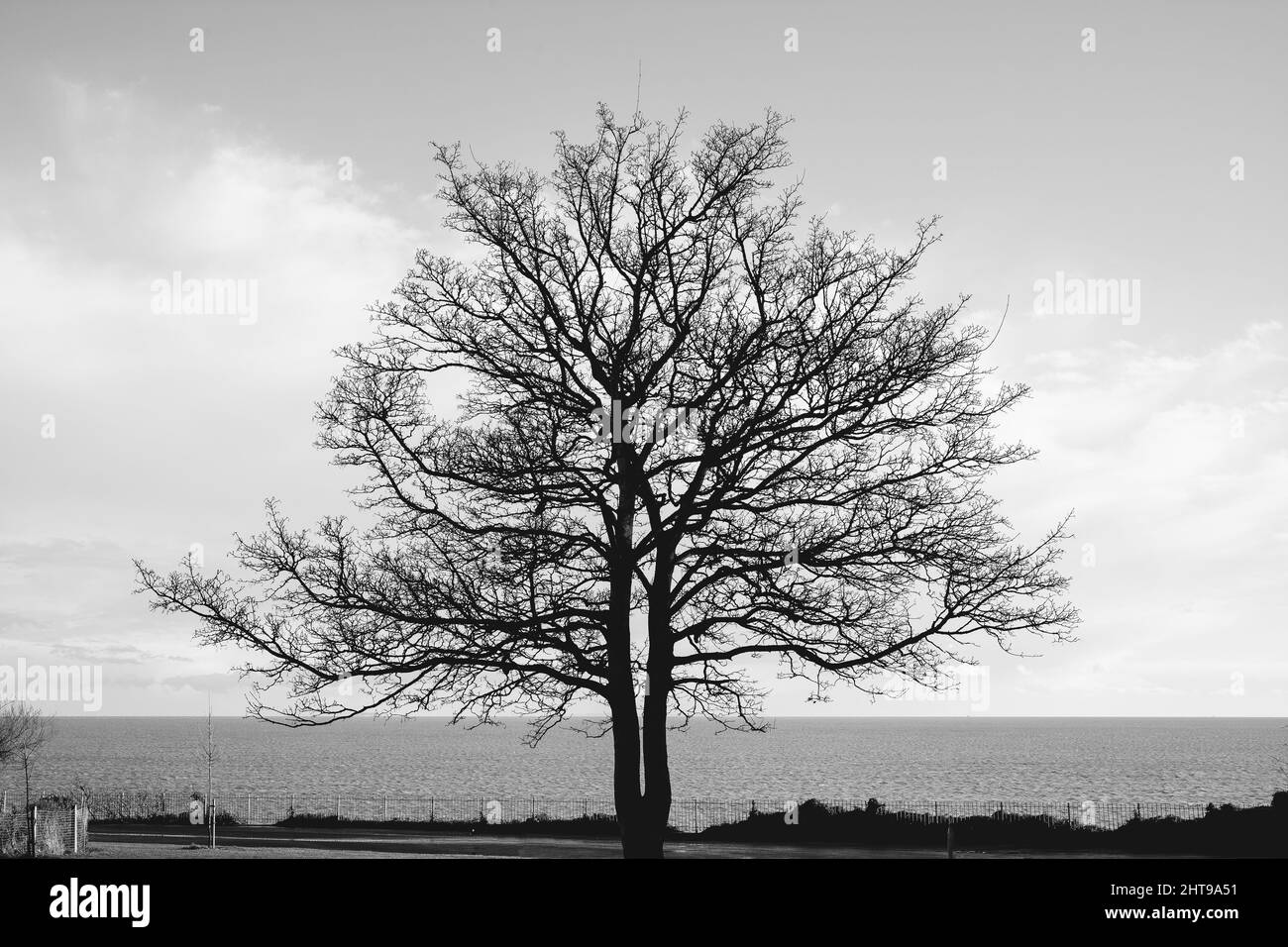 In inverno, un suggestivo albero di sicomoro si erge sull'erba di fronte al lungomare e al mare. L'immagine è monocromatica. Foto Stock