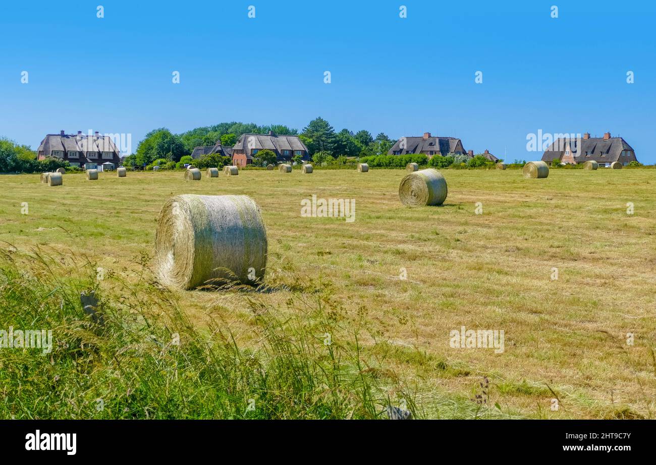 Impressione rurale di Sylt, parte delle Isole Frisone del Nord in Germania Foto Stock