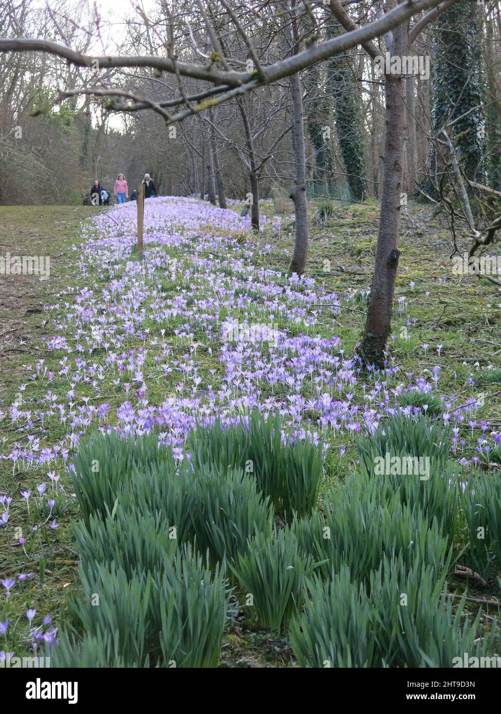 Tappeti di crocus viola coprono il terreno all'ombra applaiata di Evenley Wood Garden, una delle attrazioni primaverili di un giardino di bosco inglese. Foto Stock