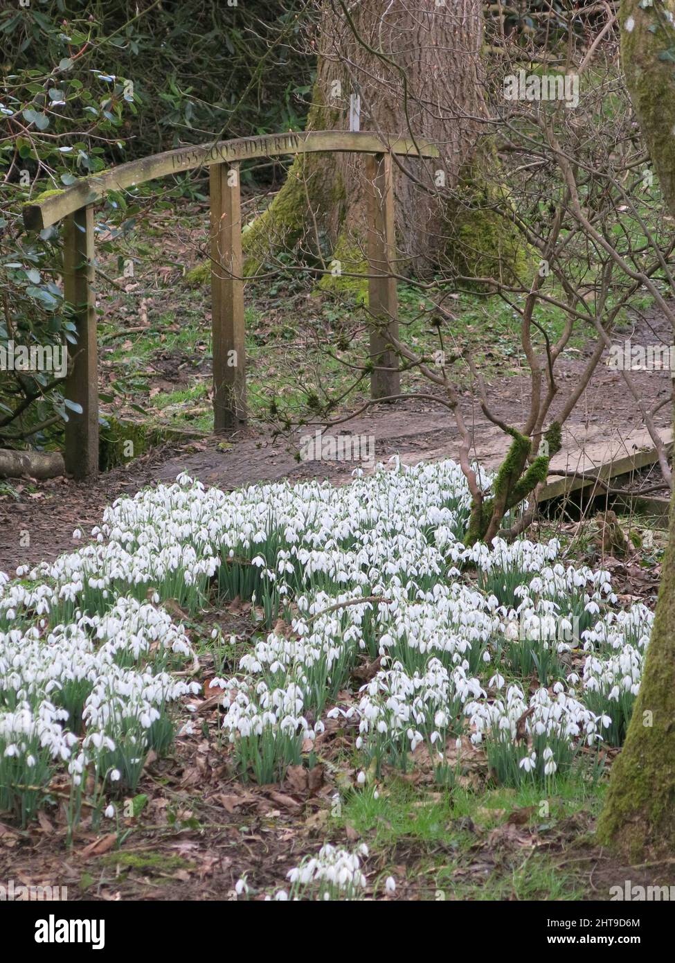 Grumi di nevi bianche lungo un percorso boschivo nel giardino di Evenley Wood, a fine febbraio nel Northamptonshire. Foto Stock