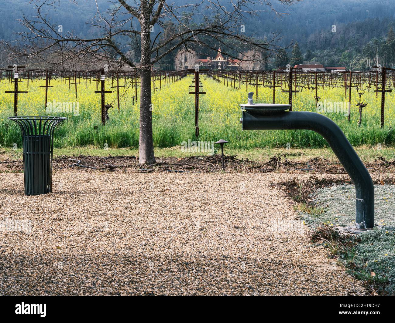 Un suggestivo paesaggio di vigneti con un primo piano di fiori di senape e una fontana d'acqua. Napa Valley, California. Foto Stock