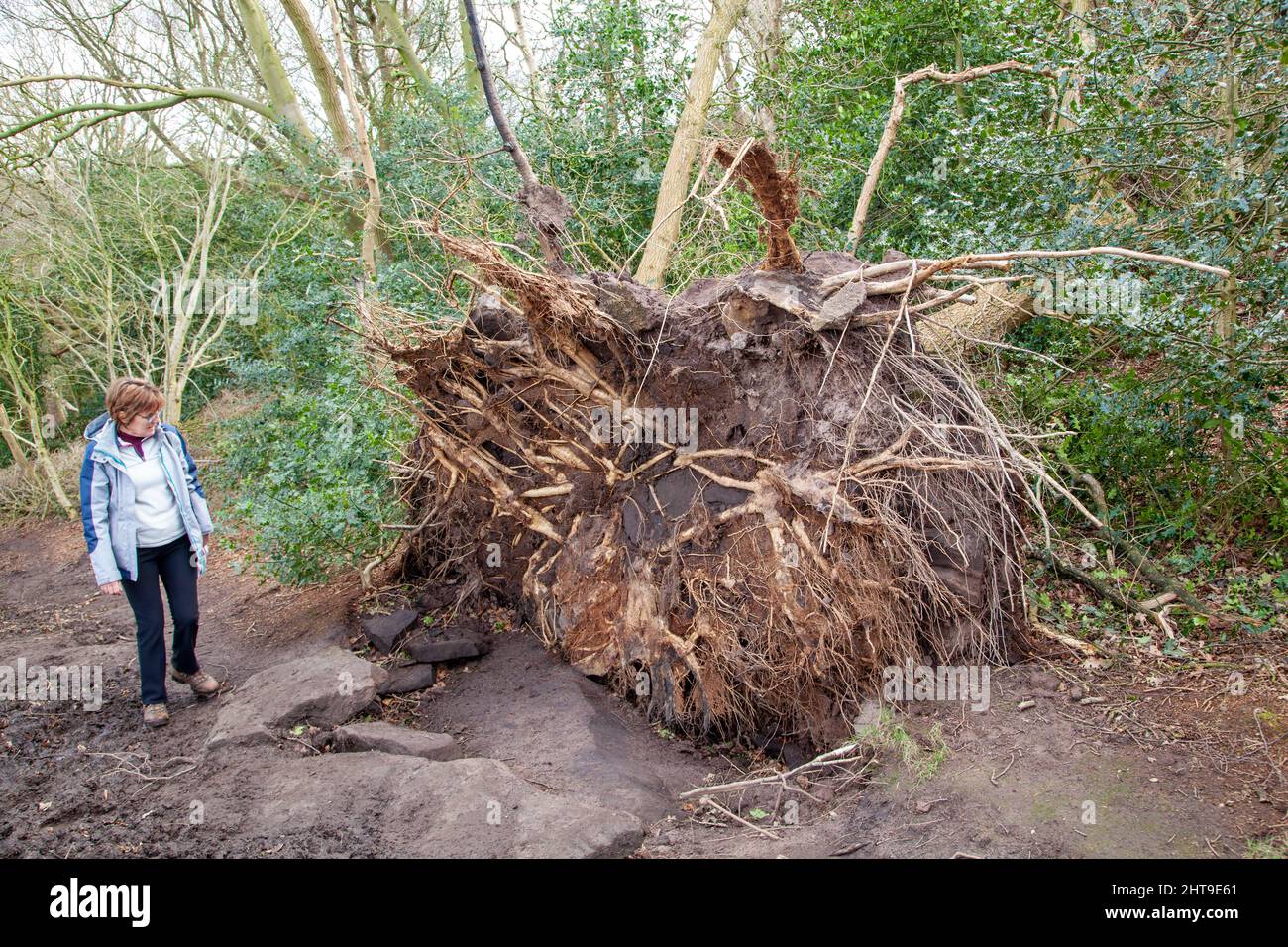 Donna che guarda le radici di un albero sradicato soffiato in inverno gales e tempeste del 2022 Foto Stock