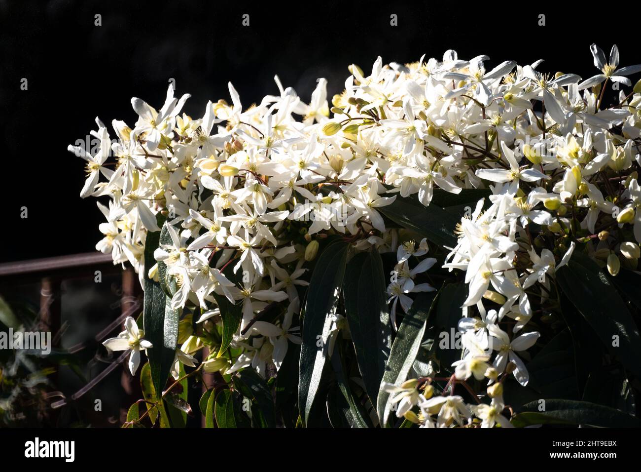 Bianco clematis armandii in fiore, sfondo scuro in Grasse Foto Stock
