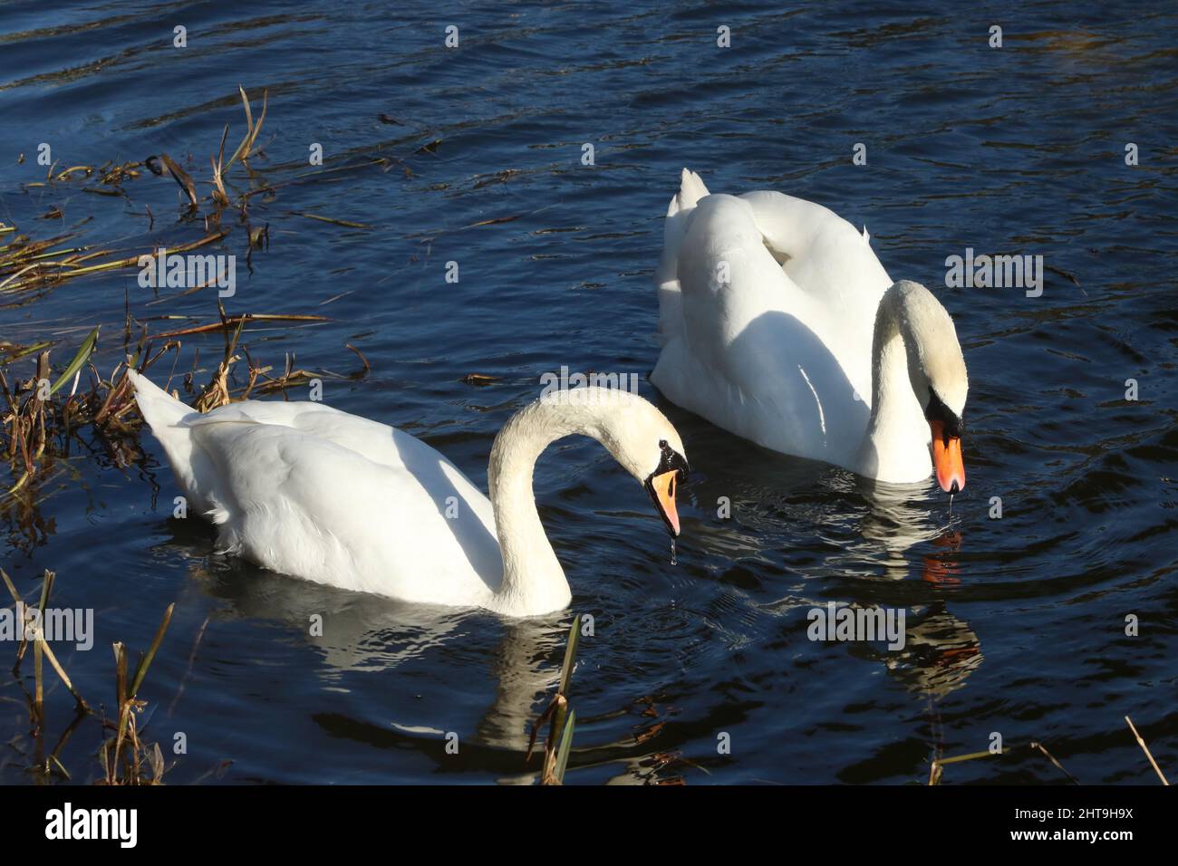 Due cigni muti adulti, cygnus olor, sul canale Lancaster di Lancaster con riflessi in acqua in un giorno di febbraio soleggiato. Foto Stock