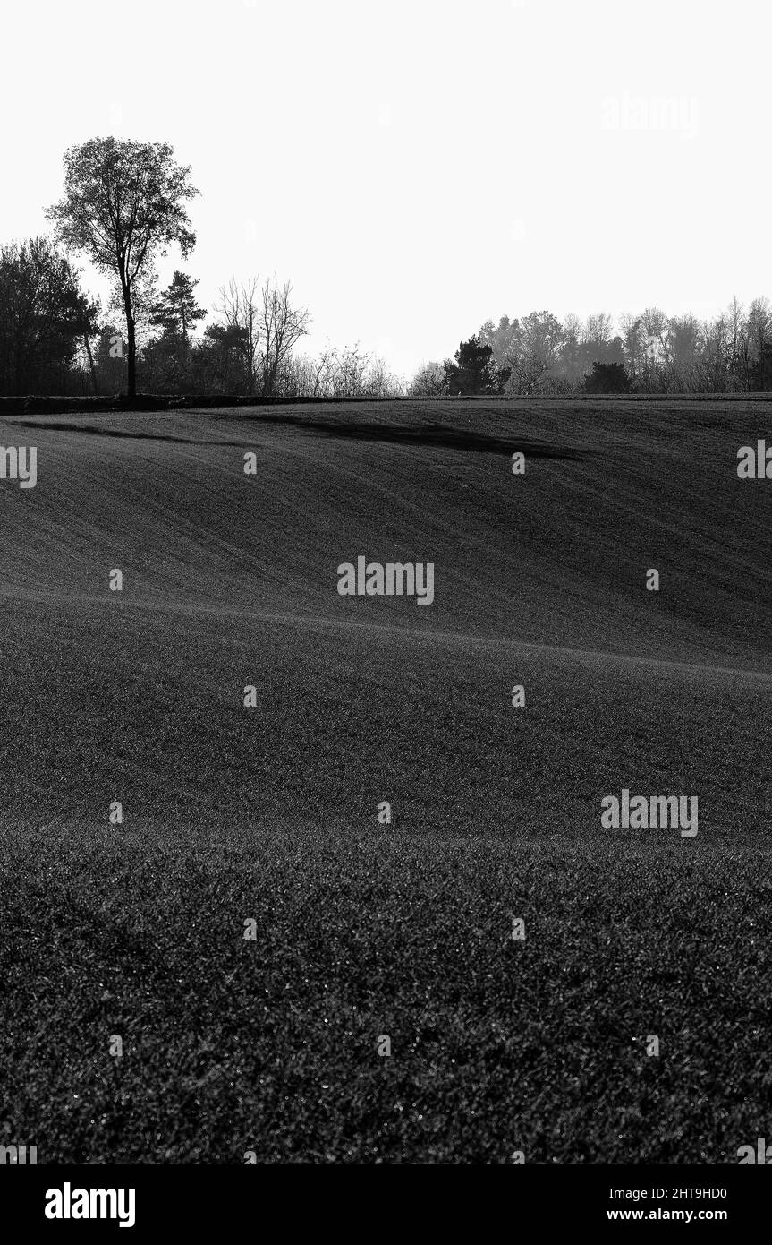 Scala di grigi di un campo in una luce diurna Foto Stock