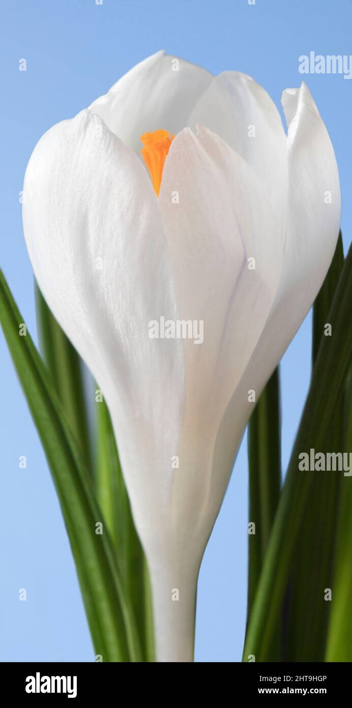 Bianco Crocus Jeanne D'Arc Foto Stock