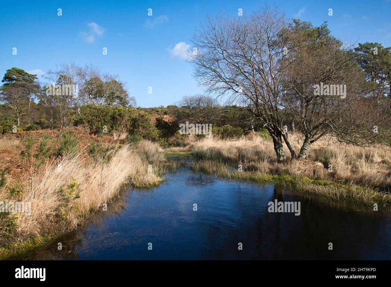 Un laghetto sulla parte di Coombe Heath della Arne RSPB Reserve, una riserva di uccelli di brughiera a Dorset, Regno Unito fotografato a fine inverno Foto Stock