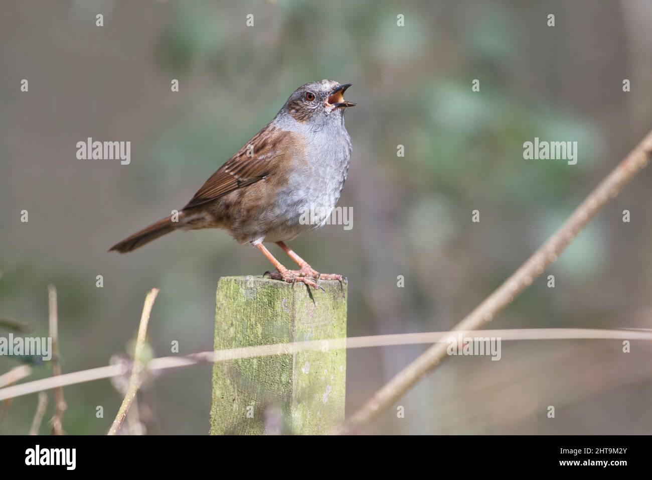 Un maschio dunnock (Prunella modularis) cantando per proclamare il territorio e attirare un compagno alla fine dell'inverno Foto Stock