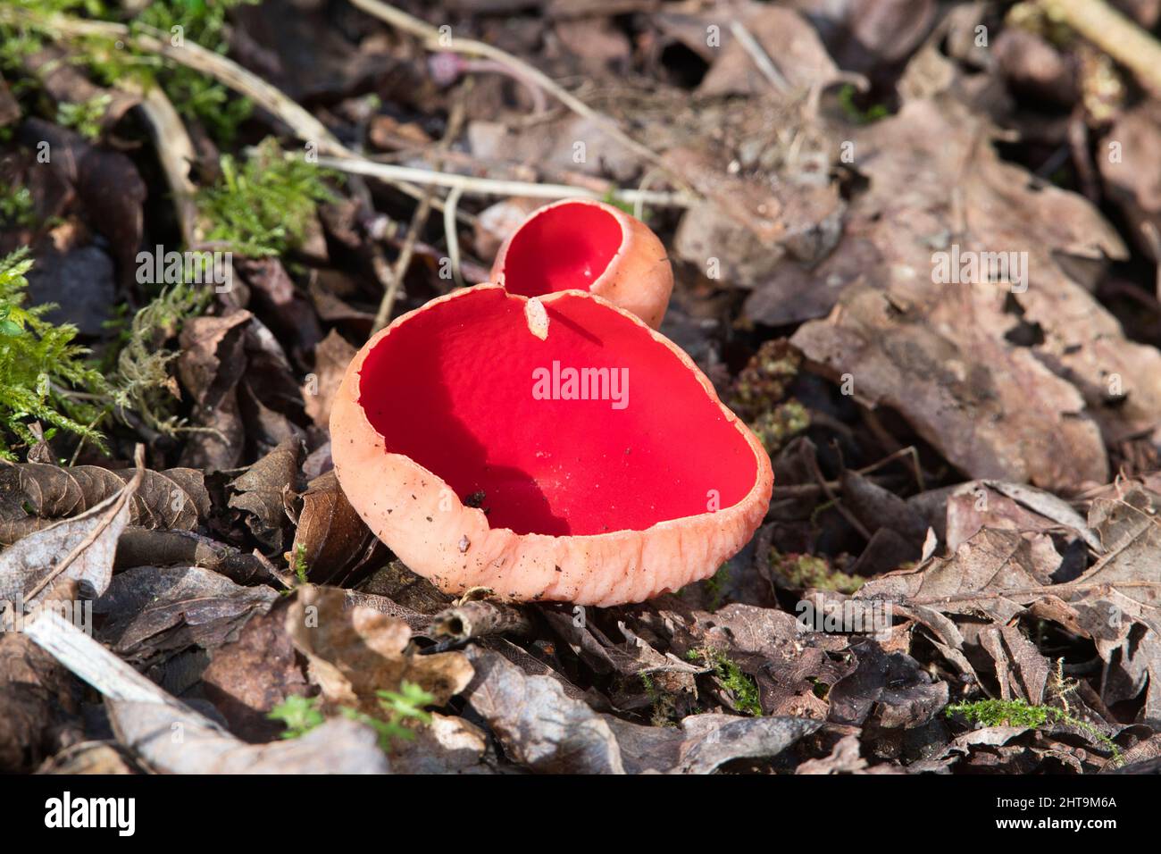 Scarlatto Elf Cup (Sarcoscopypha austriaca), un fungo di fine inverno e primavera Foto Stock
