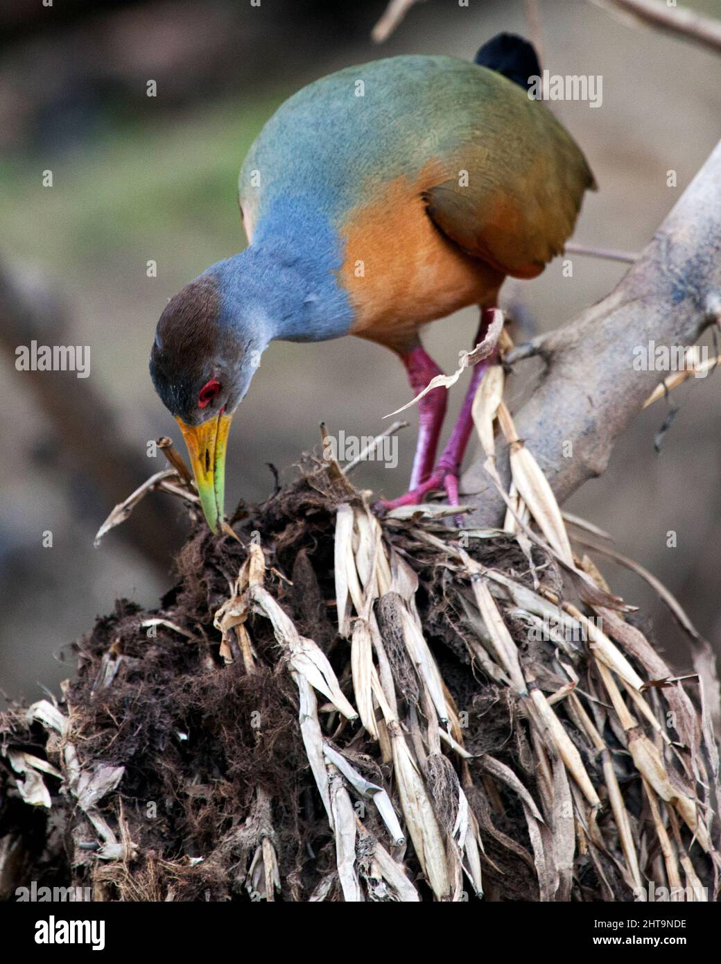 Ritratto da primo piano di un coloratissimo uccello Gallinule viola (Porphyrio martinicus) che costruisce un nido nelle Pampas del Yacuma, Bolivia. Foto Stock