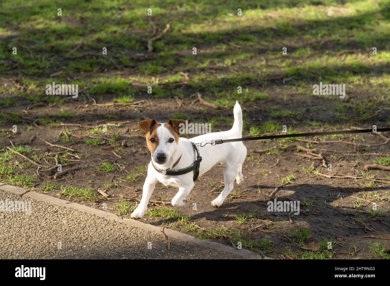 cane al guinzaglio Foto Stock