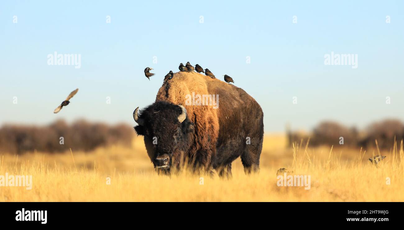American Bison con gregge di uccelli che cavalcano sulla schiena Foto Stock