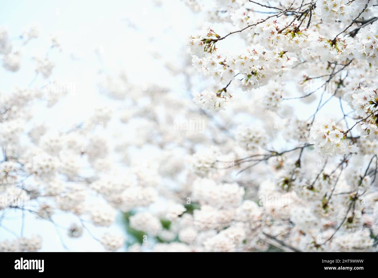 Una bella vista dei ciliegi giapponesi in fiore nel giardino in una giornata di sole Foto Stock
