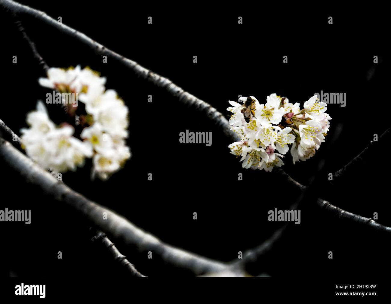 Una bella vista dei ciliegi giapponesi in fiore nel giardino in una giornata di sole Foto Stock