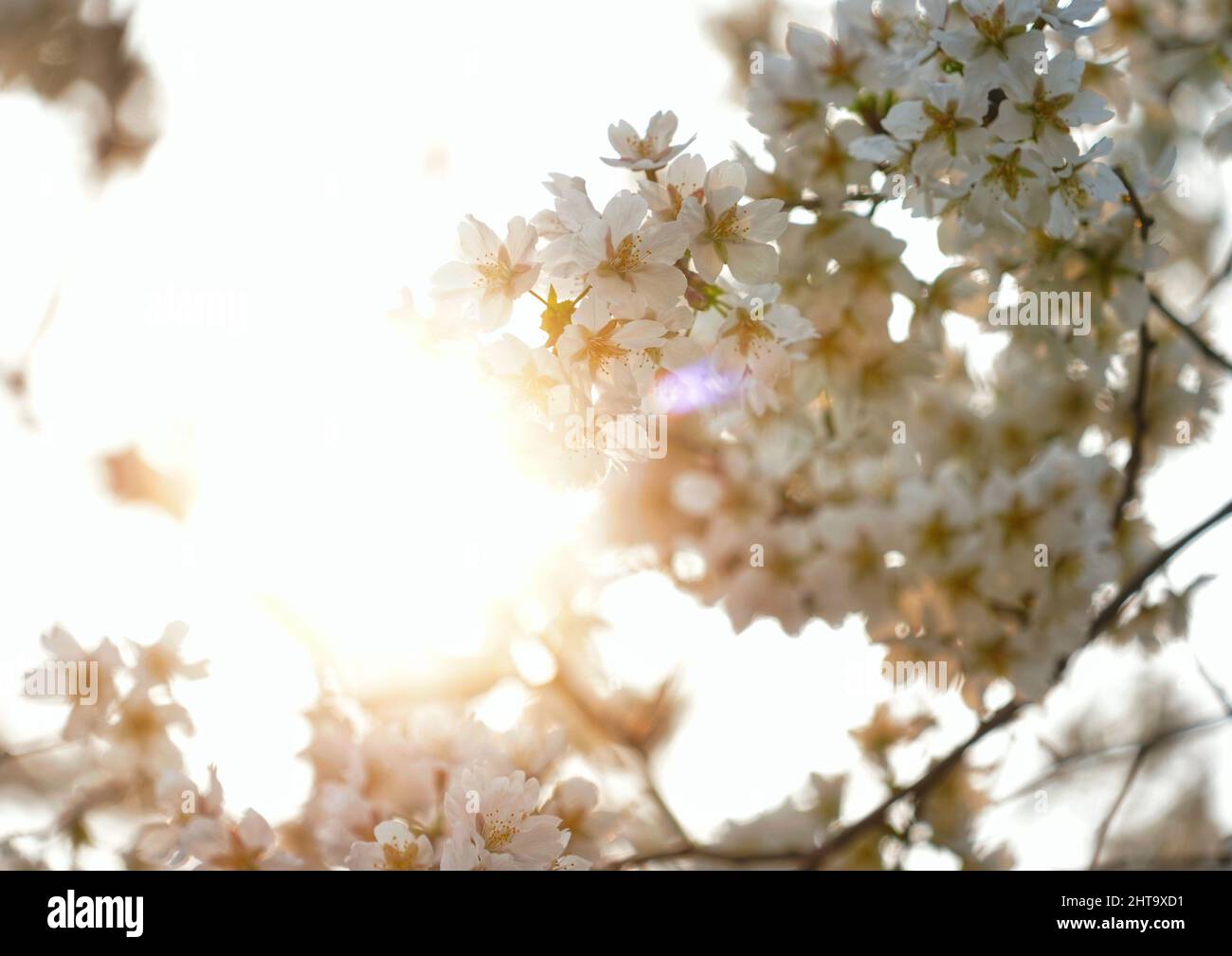 Una bella vista dei ciliegi giapponesi in fiore nel giardino in una giornata di sole Foto Stock