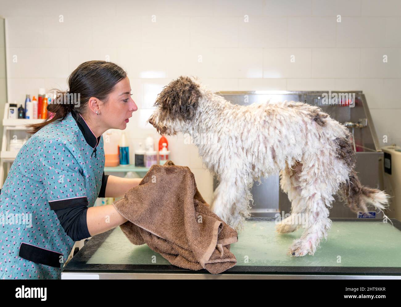 Giovane cane groomer che asciuga un cane d'acqua spagnolo su un tavolo di lavoro dopo bagno facendo contatto con gli occhi Foto Stock