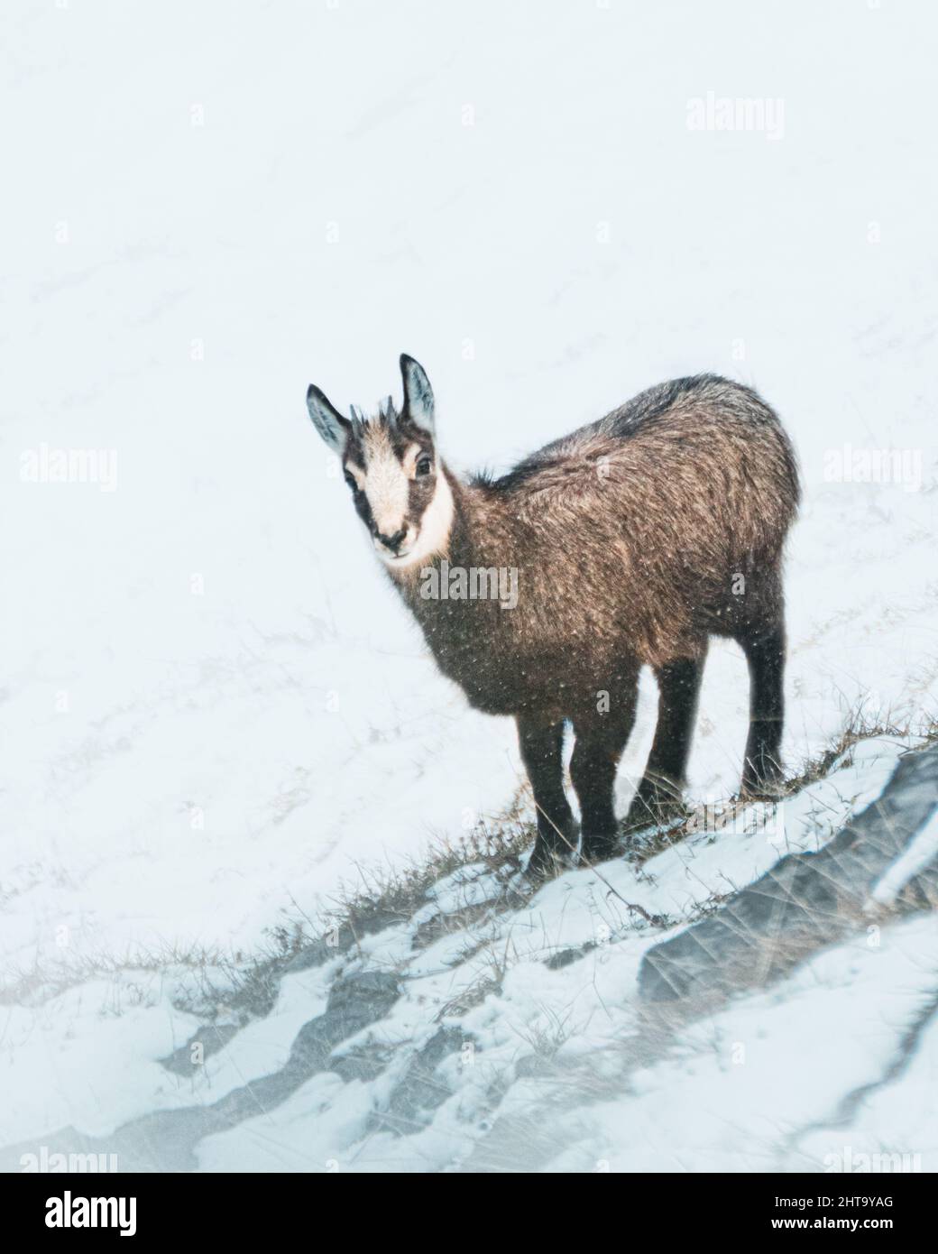 Un colpo verticale della pecora in piedi sulla neve Foto Stock