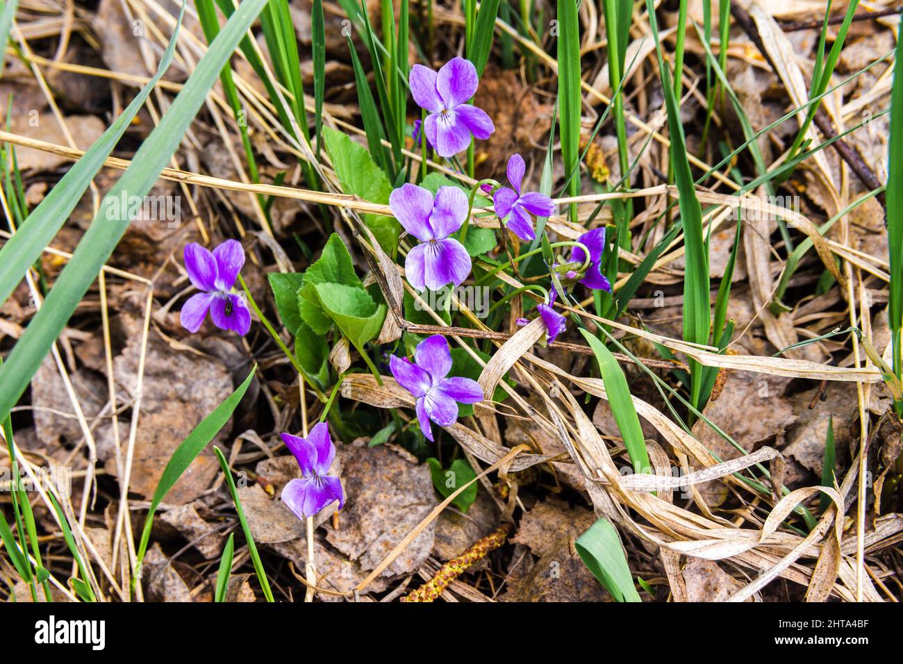 piccolo bel fiore di primavera - il violetto è un simbolo mitologico di tristezza, lacrime, così come risveglio e primavera, fuoco selettivo Foto Stock