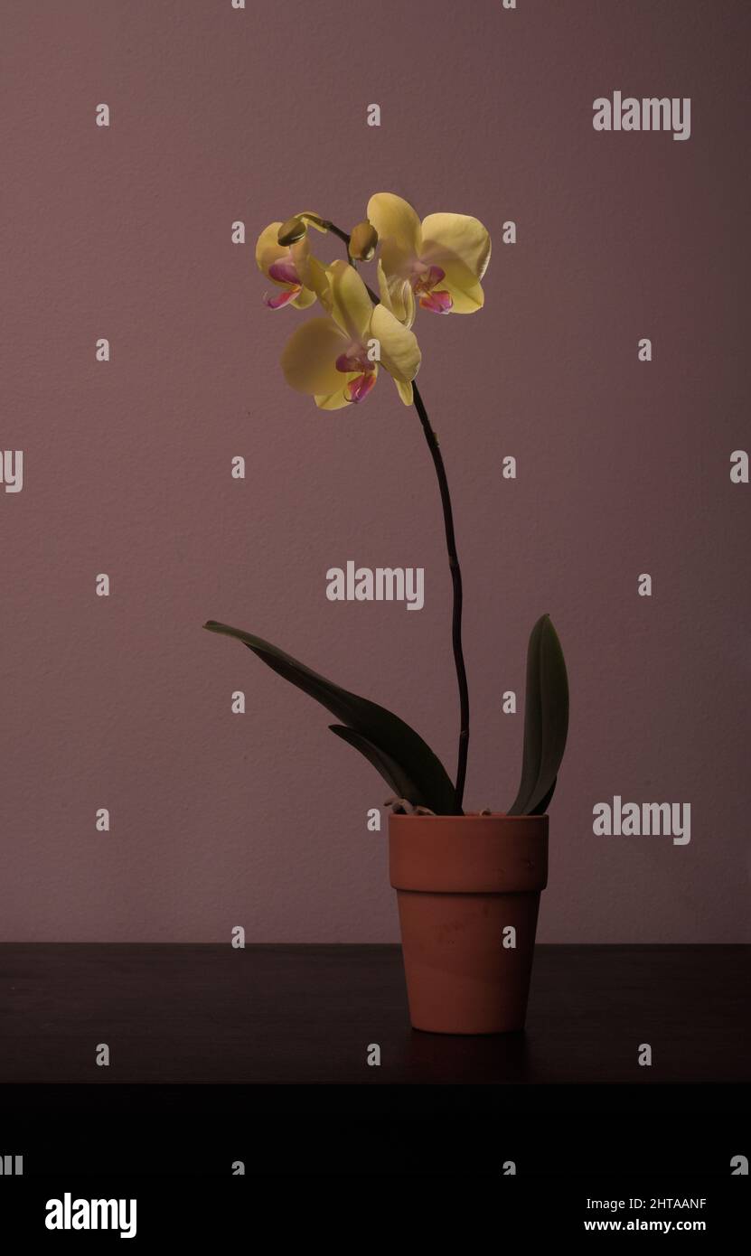 Eleganza semplicistica di una singola orchidea colorata, che aggiunge bellezza naturale & zest.. Colori vibranti che esplodono di vita, cura e sensazione. Concetto estetico. Foto Stock