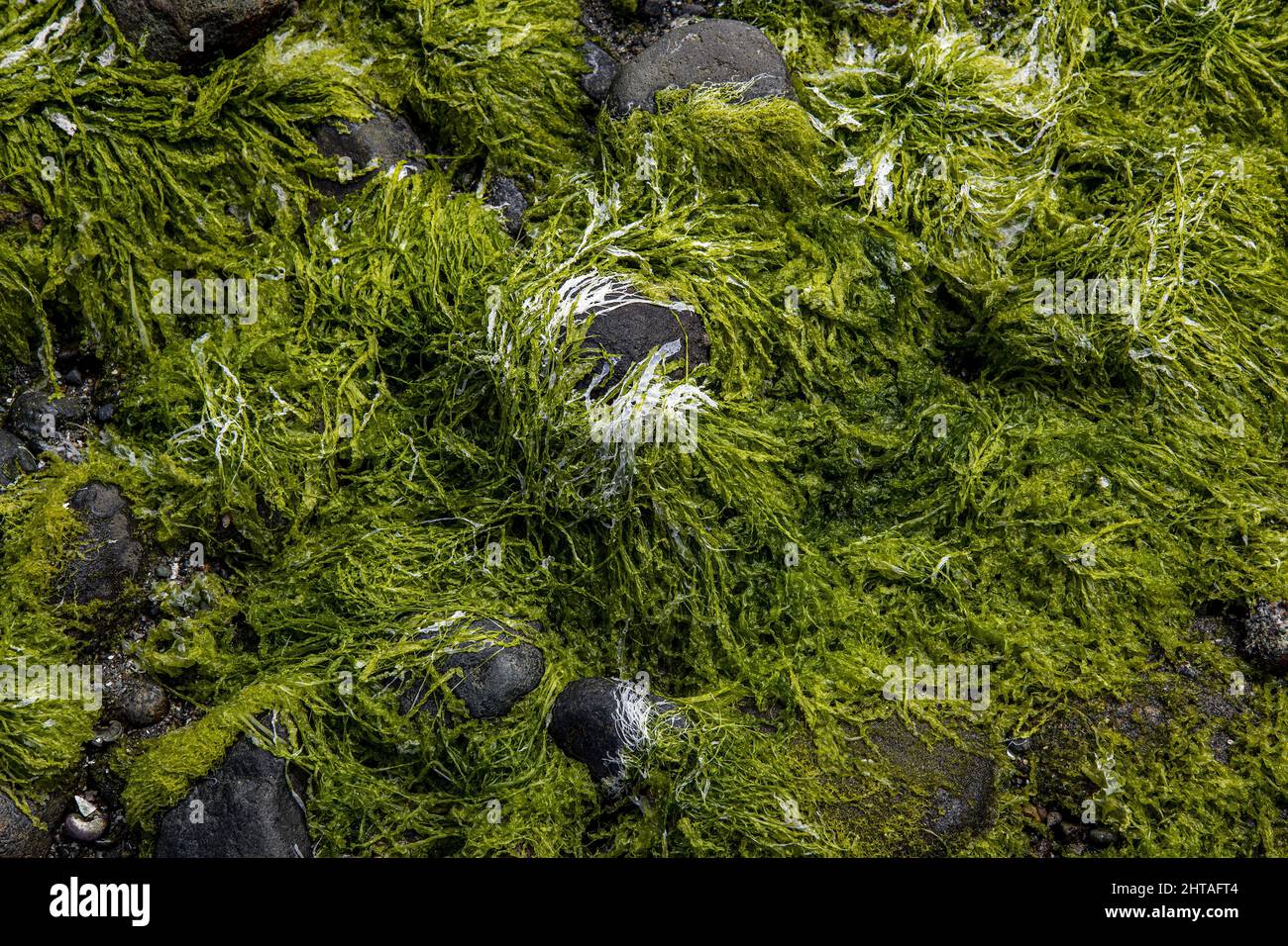 Un primo piano di rocce con la muschio su una spiaggia della Patagonia cilena Foto Stock