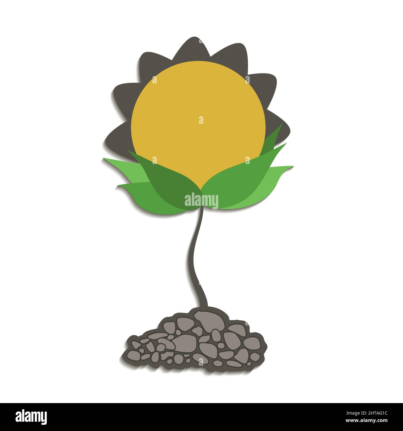 Piante di girasole, isolate su fondo bianco Illustrazione Vettoriale