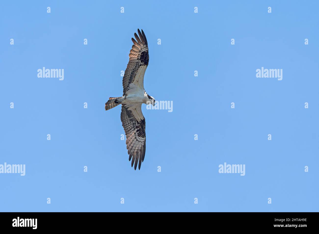 Osprey circling in Search of Prey nel Presque Isle state Park in Pennsylvania Foto Stock