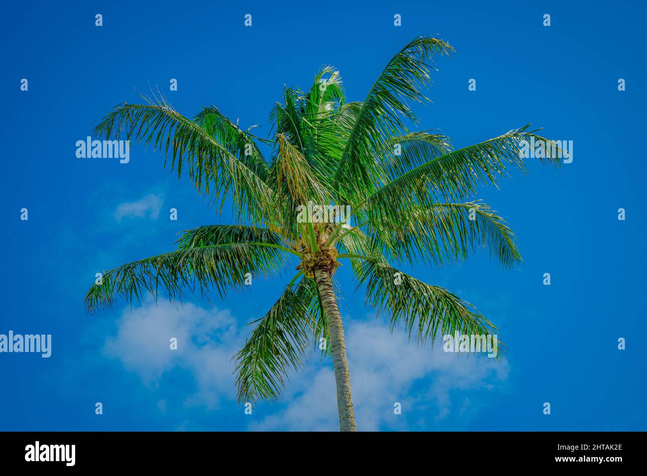 Bella vista di una palma in Ahupua'a 'o Kahana state Park, Oahu Hawaii Foto Stock