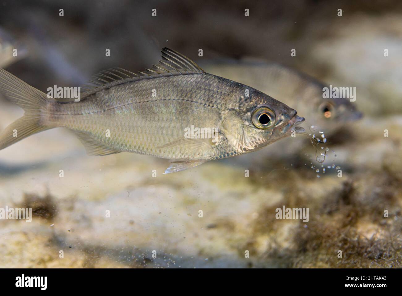 Primo piano di un pesce esca selvatico chiamato 'Silver Jenny' Mojarra (Eucinostomus harengulus) sputando la sabbia dopo averla sondata per cibo. Foto Stock