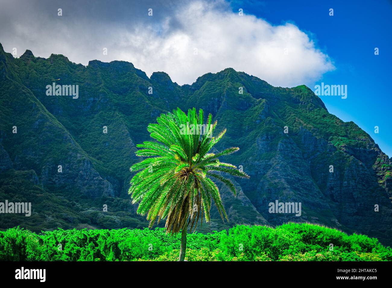 Bella vista delle montagne e delle palme in Ahupua'a 'o Kahana state Park, Oahu Hawaii Foto Stock