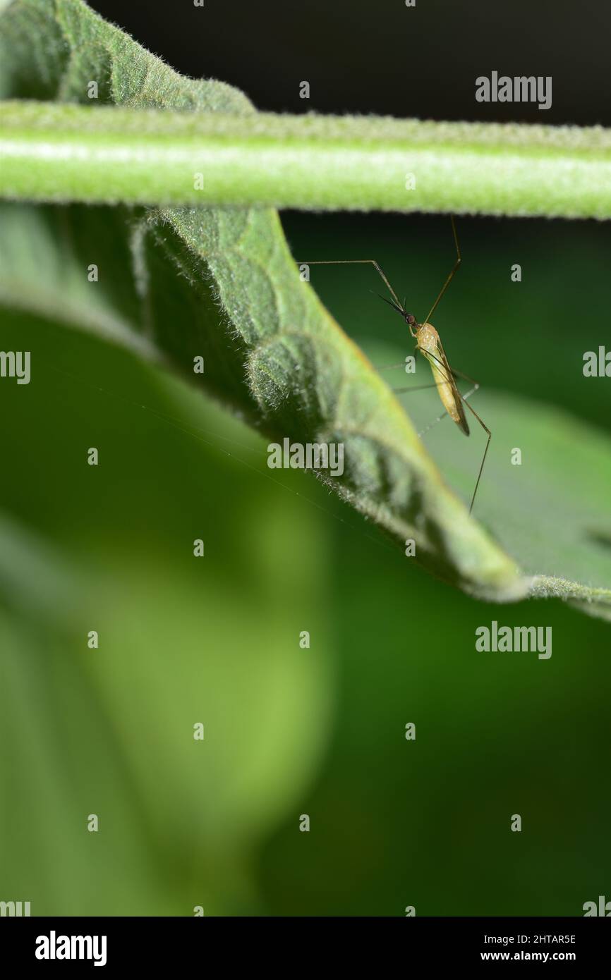 Una gru vola su una foglia di melongene o melongene in un campo agricolo commerciale a Trinidad. Le mosche della gru sono innocui ed impollinatori importanti. Foto Stock