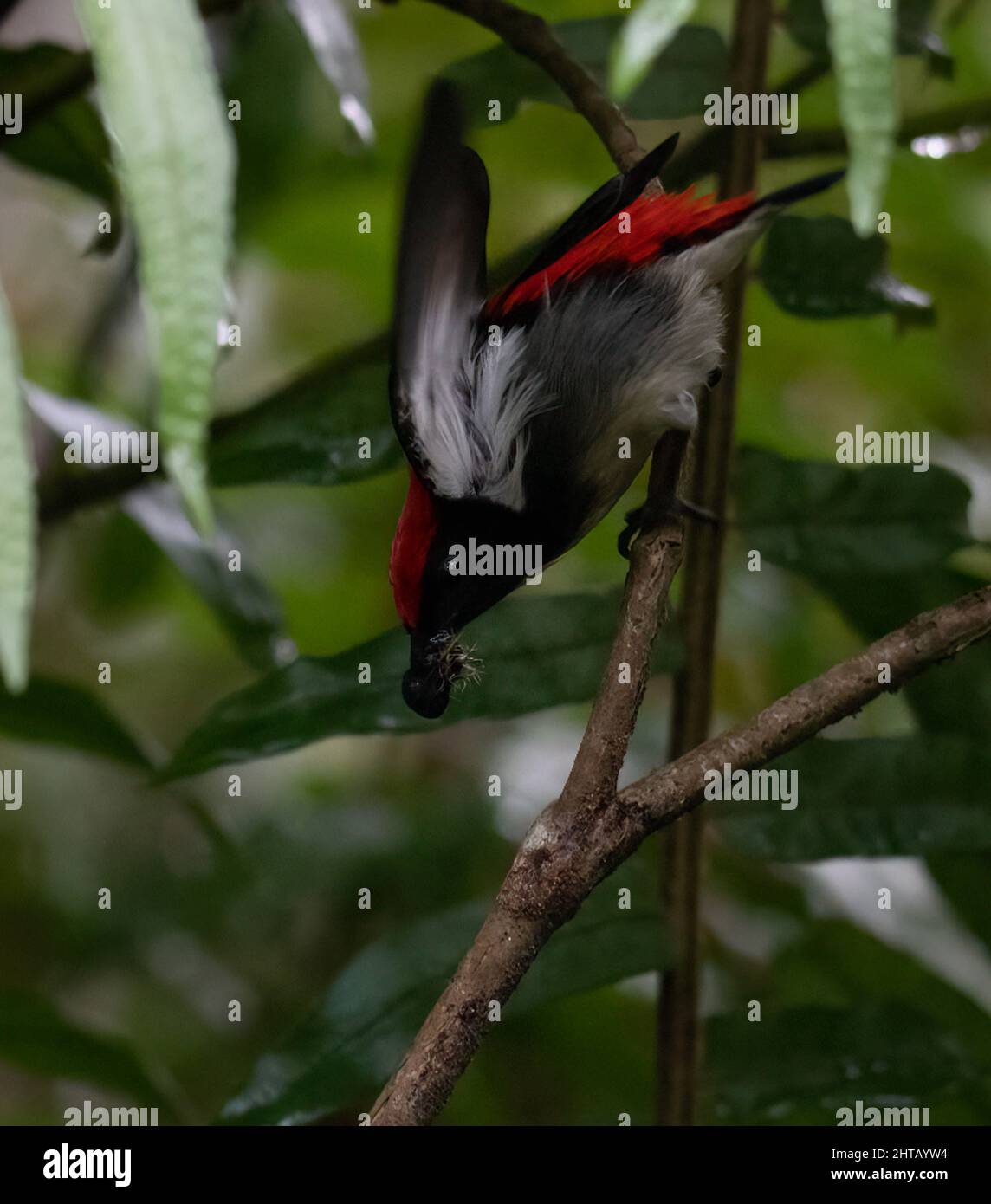 Una foto closeup di un uccello flowerpecker scarlatto-backed che mangia un insetto Foto Stock