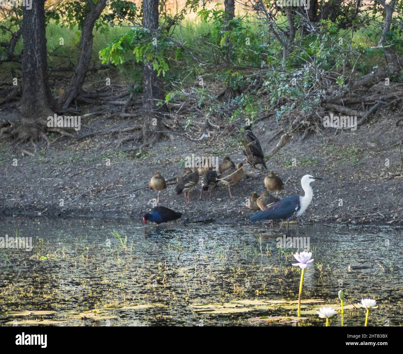 Airone a collo bianco (Ardea pacifica), galline palude viola (Porphyrio porphyrio) e, anatra bianca (Dendrocygna eytoni), Marlgu Billabong Foto Stock