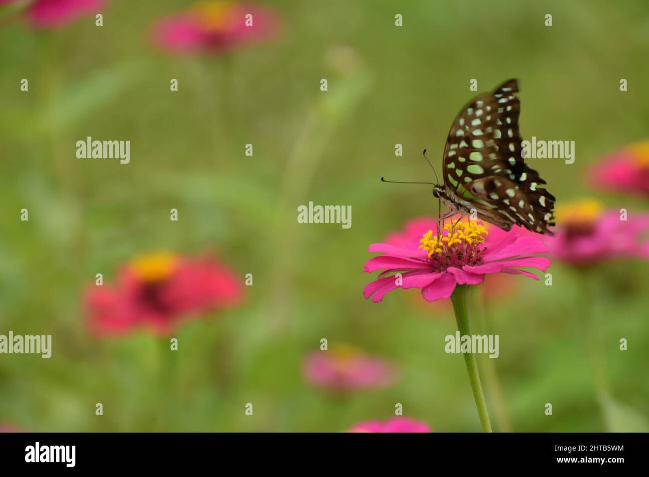 Primo piano foto della farfalla di jay con coda arroccata sul fiore di Zinnia. Graphium agamemnon Foto Stock