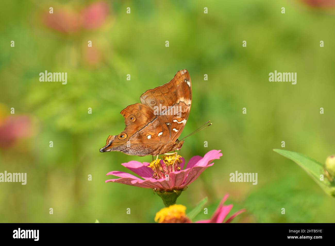 Primo piano foto di ali strappate farfalla d'autunno arroccata sul fiore di Zinnia. Foto Stock