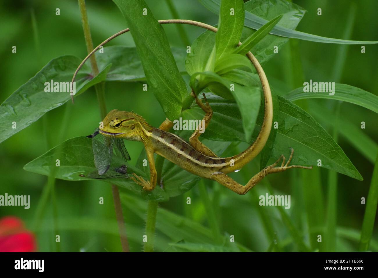 Una giovane lucertola mutevole che cattura una libellula come preda. Foto Stock