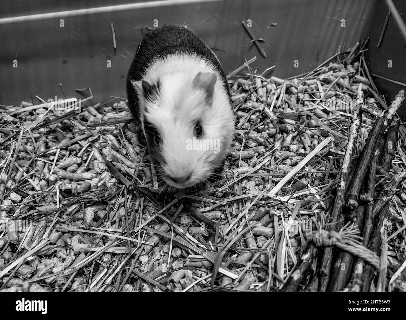 Porcellino d'india carino Foto e Immagini Stock in Bianco e Nero - Alamy