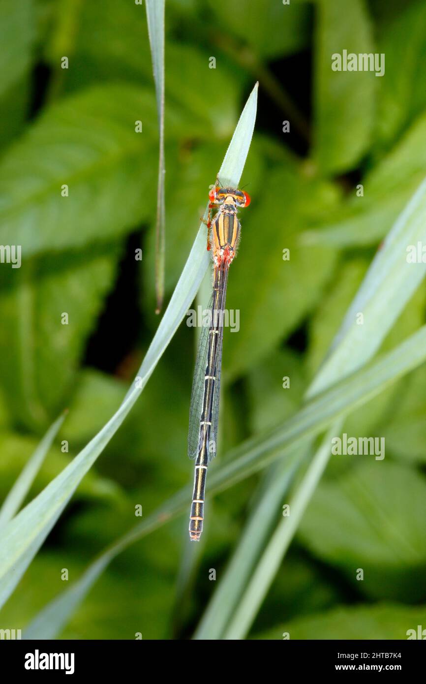 Damigella rossa e blu, Xanthagrion eritroneurum. Femmina. Coffs Harbour, New South Wales, Australia Foto Stock