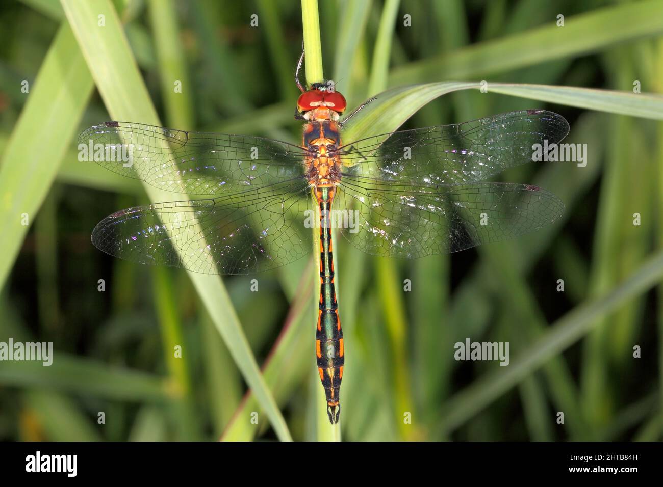 Dragonfly, Smeraldo grassa-bellico, Hemicordulia continentalis. Probabilmente un maschio come l'addome è gonfio. Trovato nell'Australia orientale. Coffs Harbour, New South Wales, Foto Stock