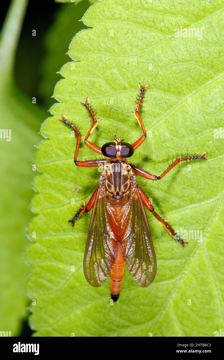 Robber Fly, Famiglia Ailidae, specie sconosciuta come la maggior parte delle menzogne Robber in questa famiglia sembrano simili e difficili da identificare con precisione da una fotografia. Foto Stock